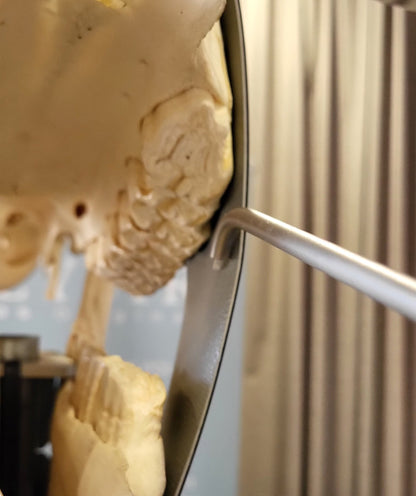 Parrot - Parotid duct catheterization multitool